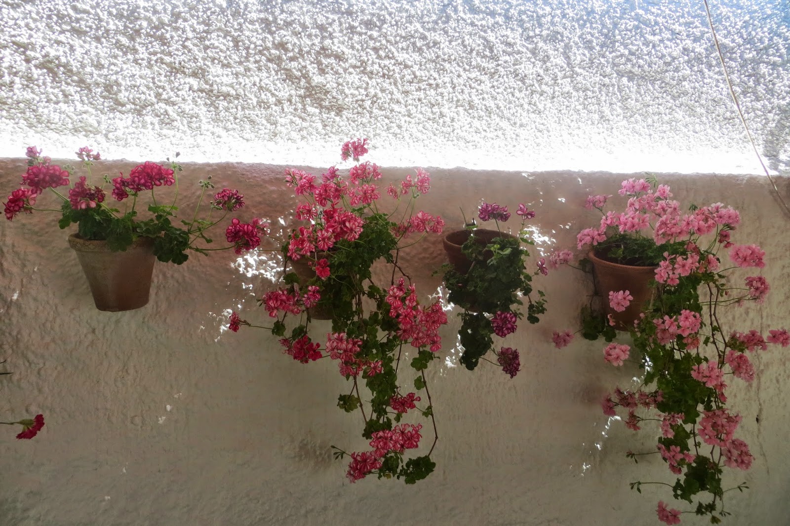 CPR.BEMBEZAR: LOS PATIOS DE CÉSPEDES EN LA PRIMAVERA DEL AÑO 2014