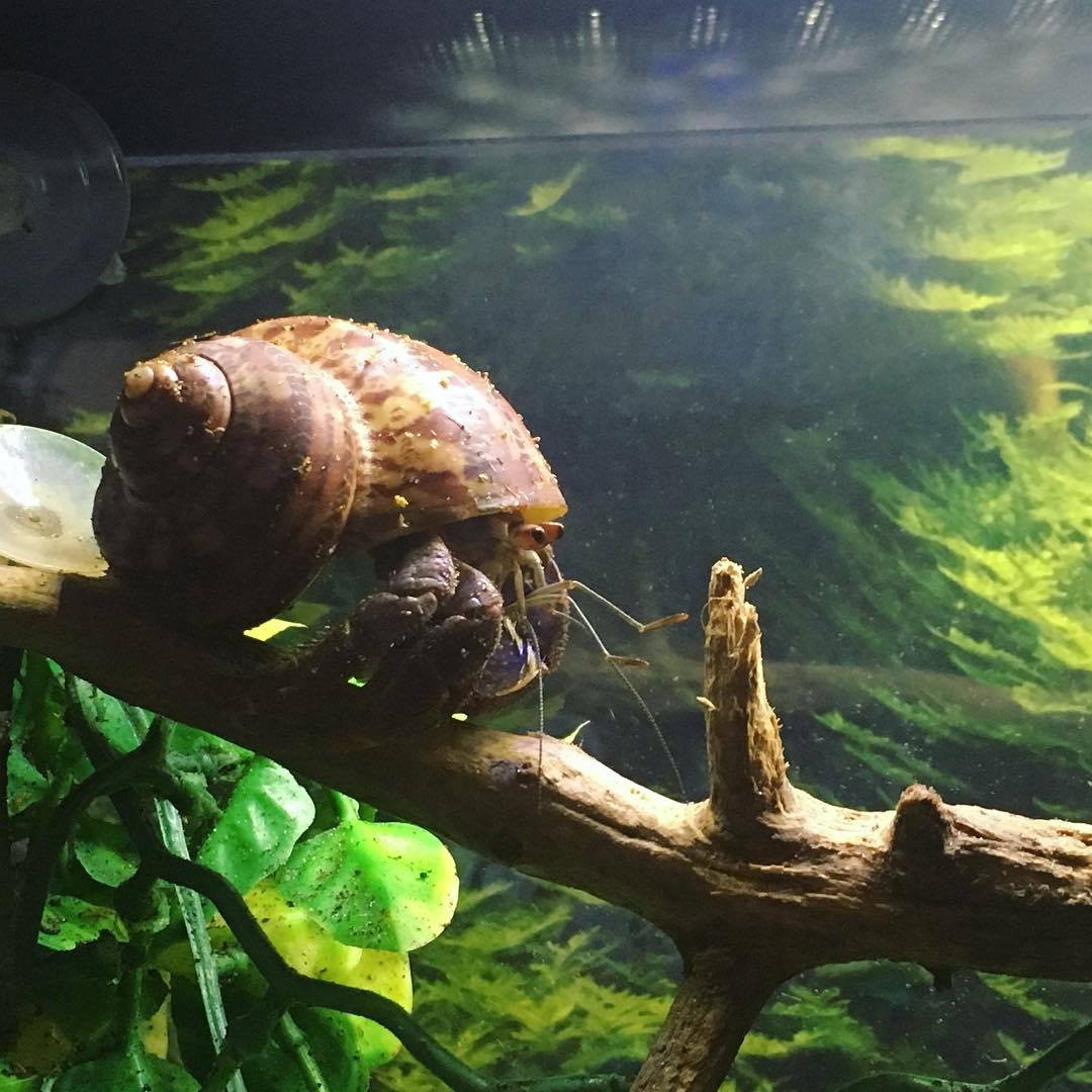 Hermit Crab Cottage Keeping Your Crabitat Humid