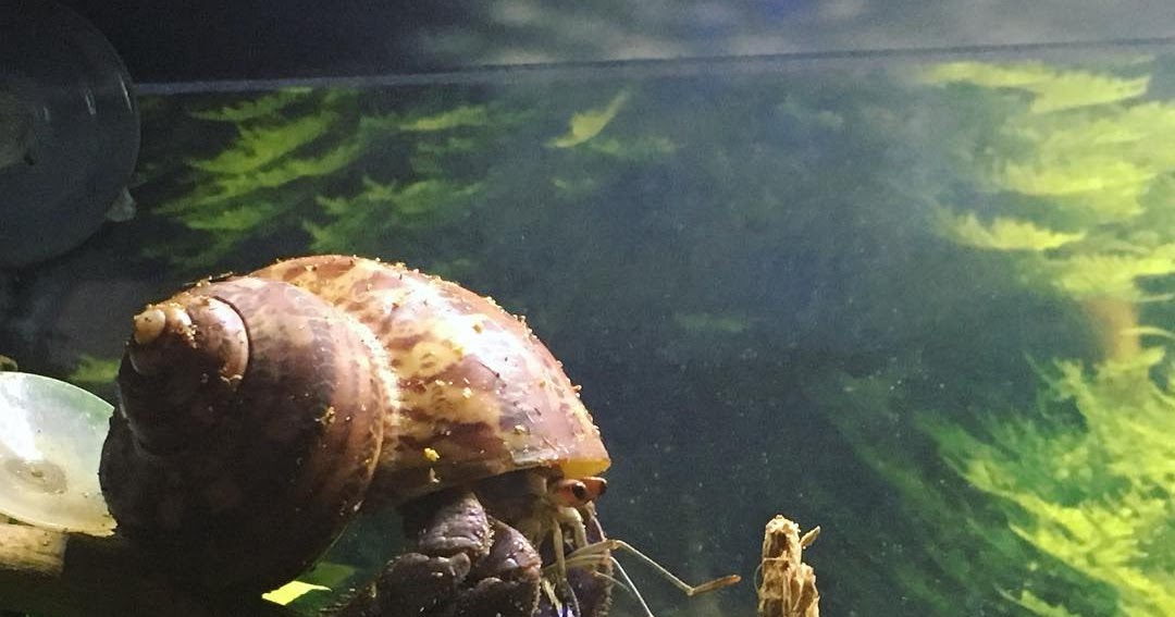 Hermit Crab Cottage Keeping Your Crabitat Humid