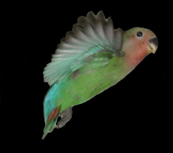 birds exotic flight animal flying tropical very animals funny brazil paradise sweet