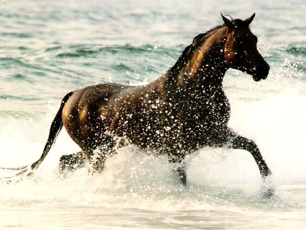 My Wallpapers Corner: Black Horse Running at The Beach Wallpaper