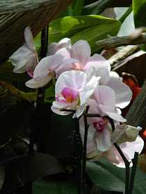 Pale pink Phalaenopsis Moth Orchid Centennial Park  Conservatory by garden muses-not another Toronto gardening blog