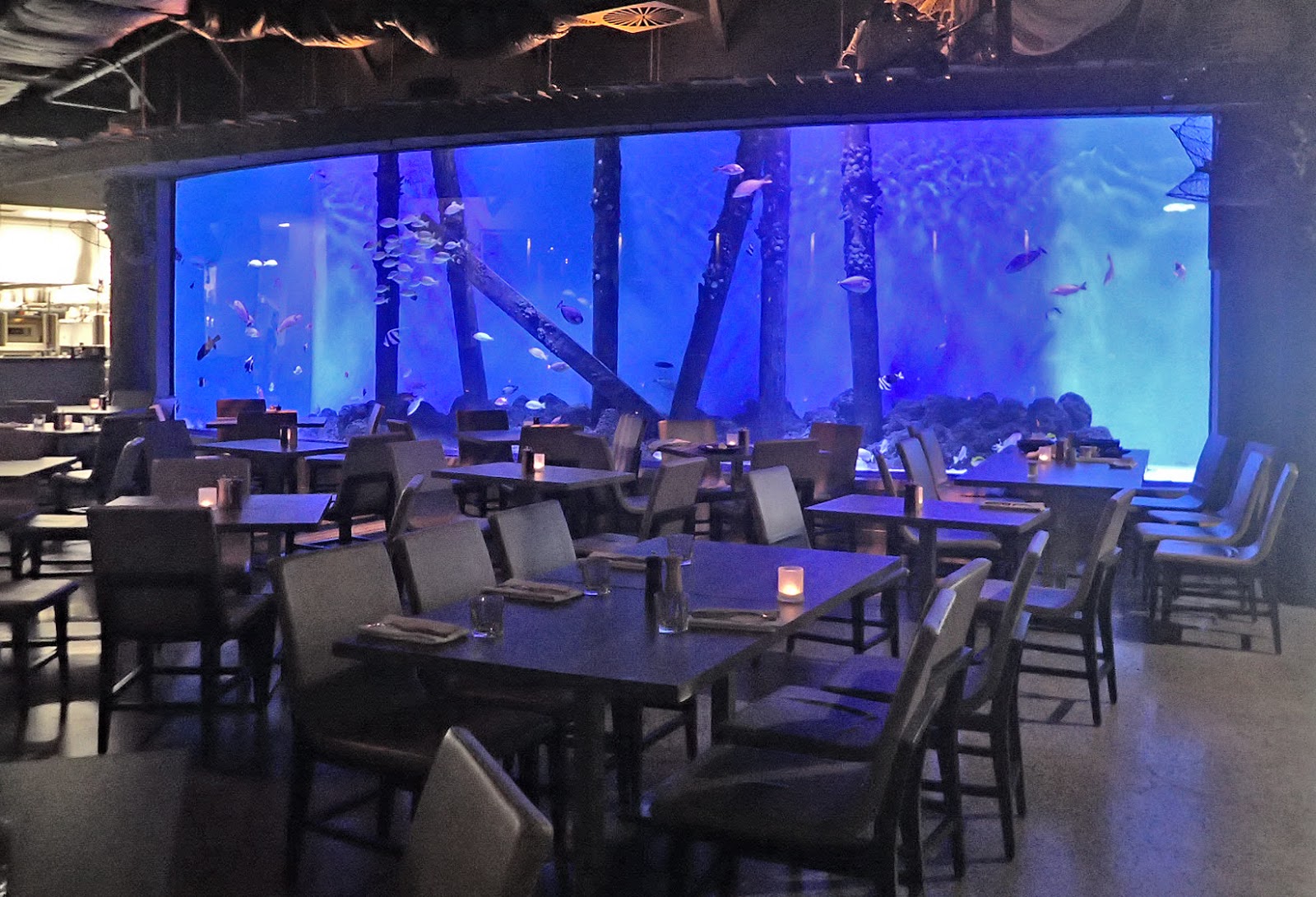 BunyipCo The Cairns AquariumA Pleasant Way to Spend a Wet Sunday