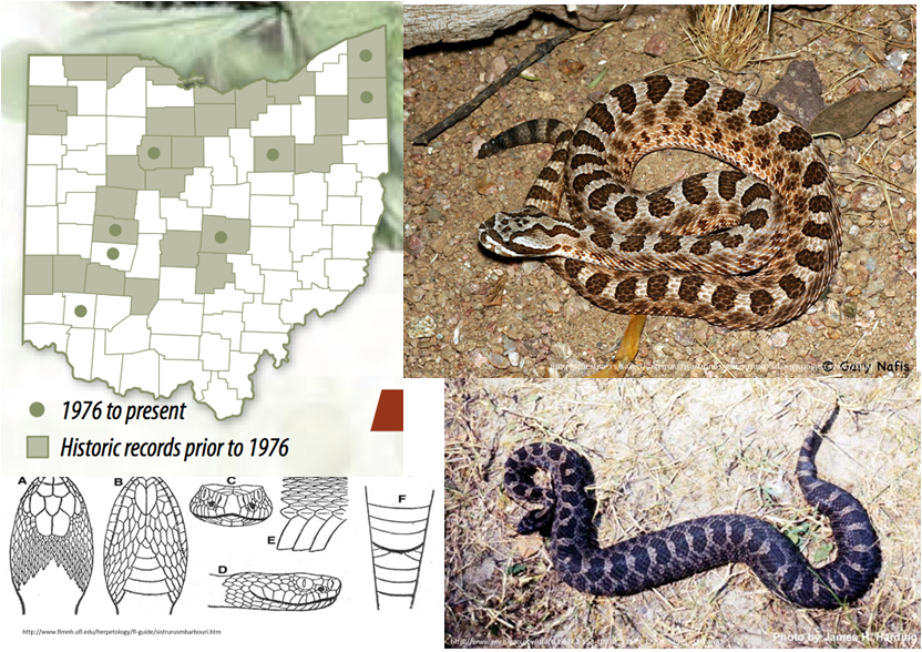 Biology of the Reptilia: Reptiles of Ohio