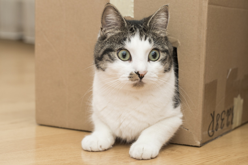 Shelter Cats Like a Box to Hide In