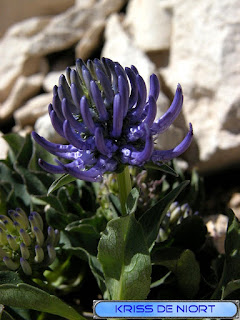 Flore du Mont Ventoux Flore du Mont Ventoux