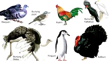 20+ Contoh Hewan Vertebrata Aves