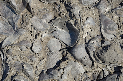 A section of a bed in the Fossil Cliffs, Maria Island, composed almost
entirely of fossil shellfish - 28th April 2011