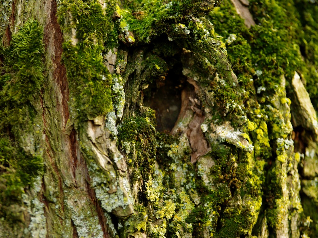 Natuurfotografie Eilandstaete Korstmossen en Lichen