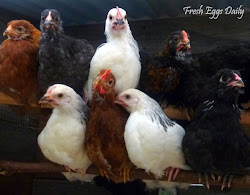 chickens mice chicken coop eggs rodents laying egg why daily fresh anymore breed creature stirring got keep aren keeping coops