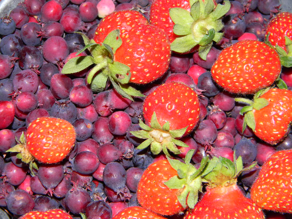 Bees, Birds, Berries, and Blooms! Service Berries...