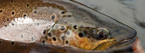 Salmo trutta