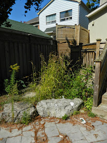 Toronto garden cleanup Bedford Park before  Paul Jung Gardening Services