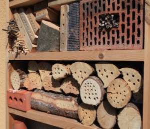 How To Build Bee Hotels To Help Save Native Bees