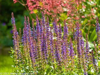 Salvia