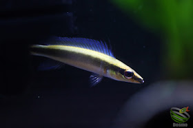 Crenicichla notophthalmus