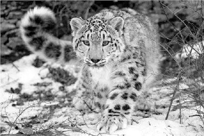 Leopard Salju Panthera uncia - berbagaireviews.com