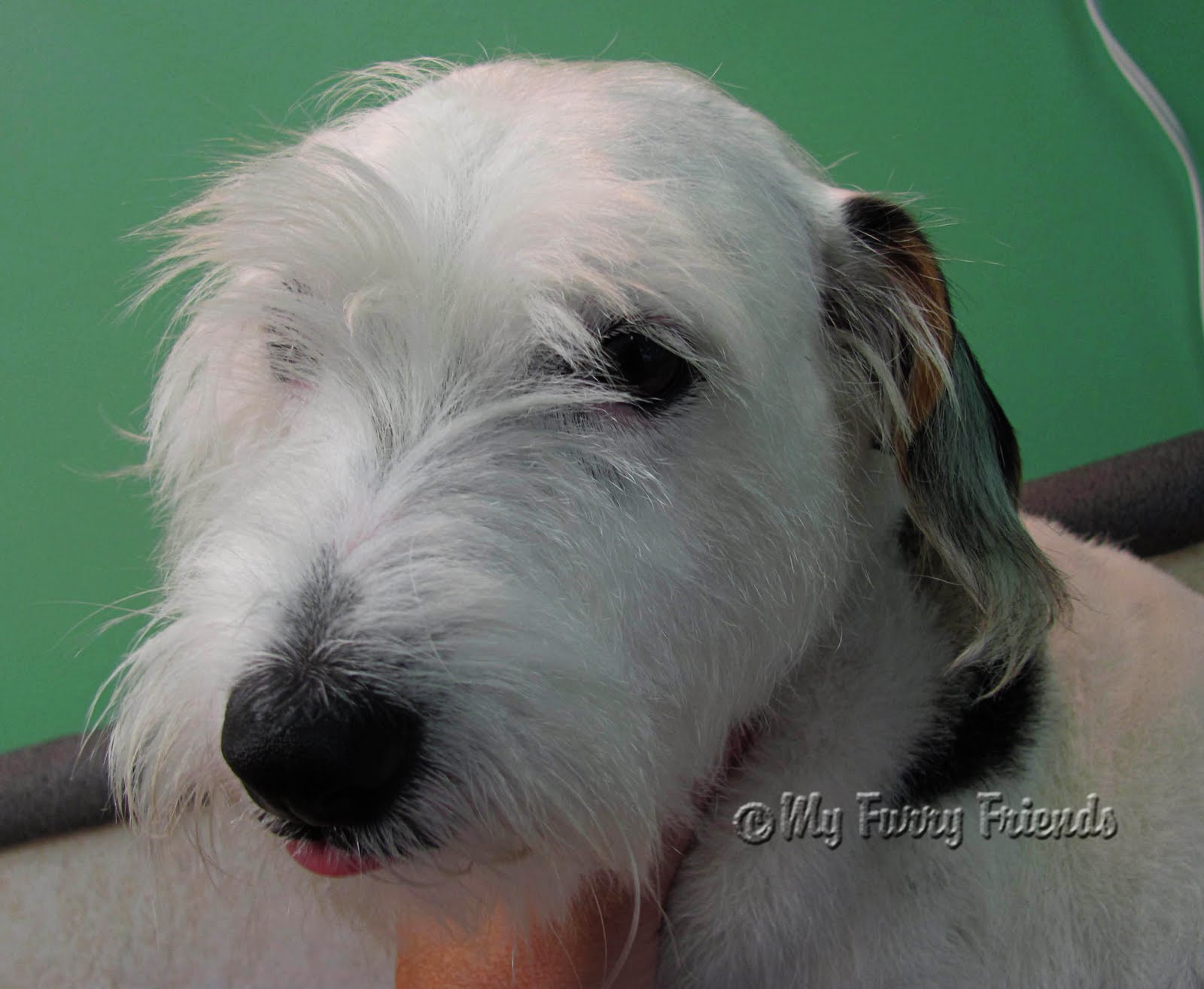 Pet Grooming The Good, The Bad, & The Furry Grooming a Wire hair Jack