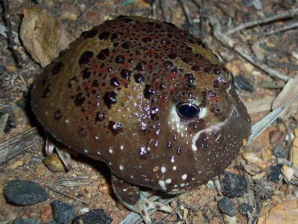 Cool & Krazzy: The Weirdest Frogs in the World