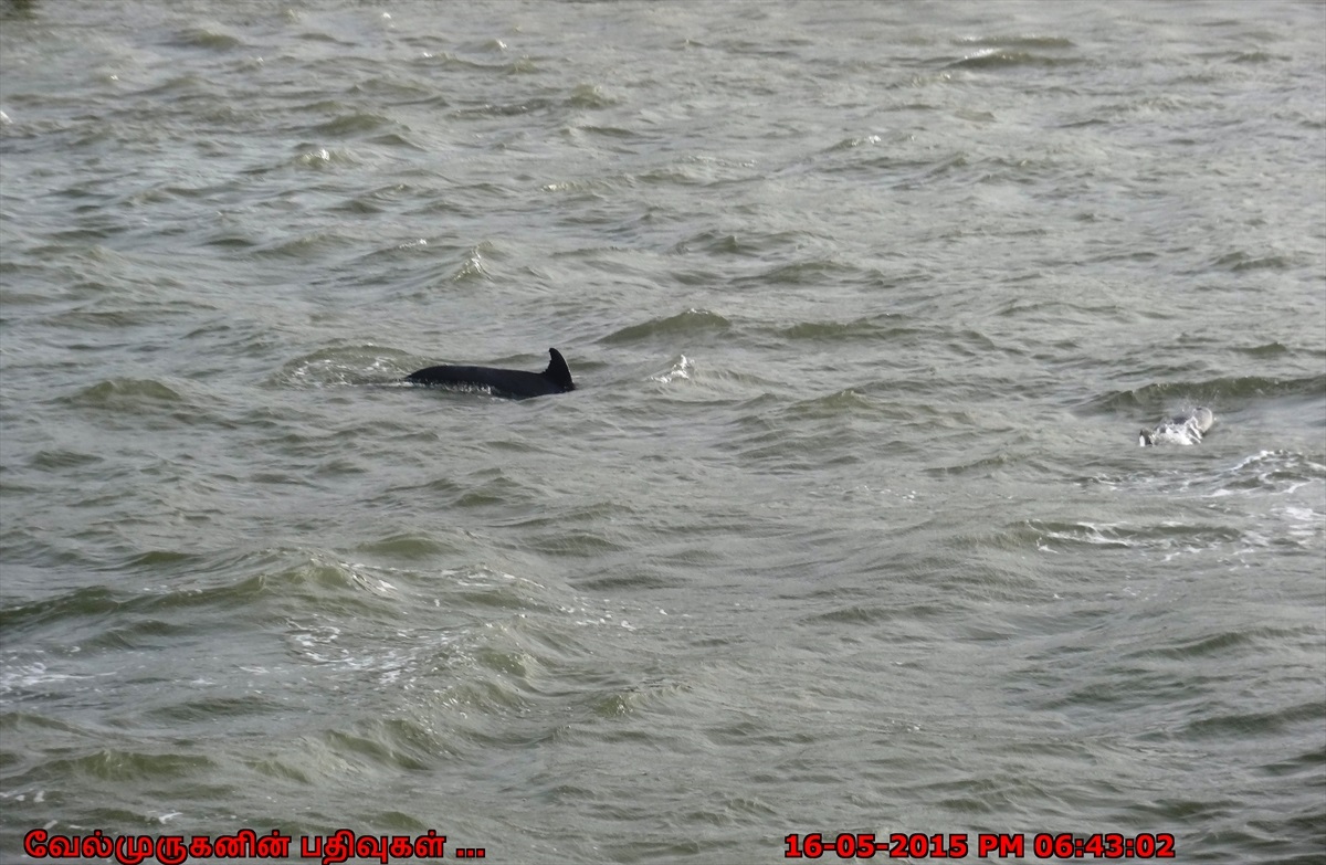 Dolphin Watch in Port Aransas - Exploring My Life
