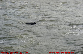 Dolphin Encounters Texas