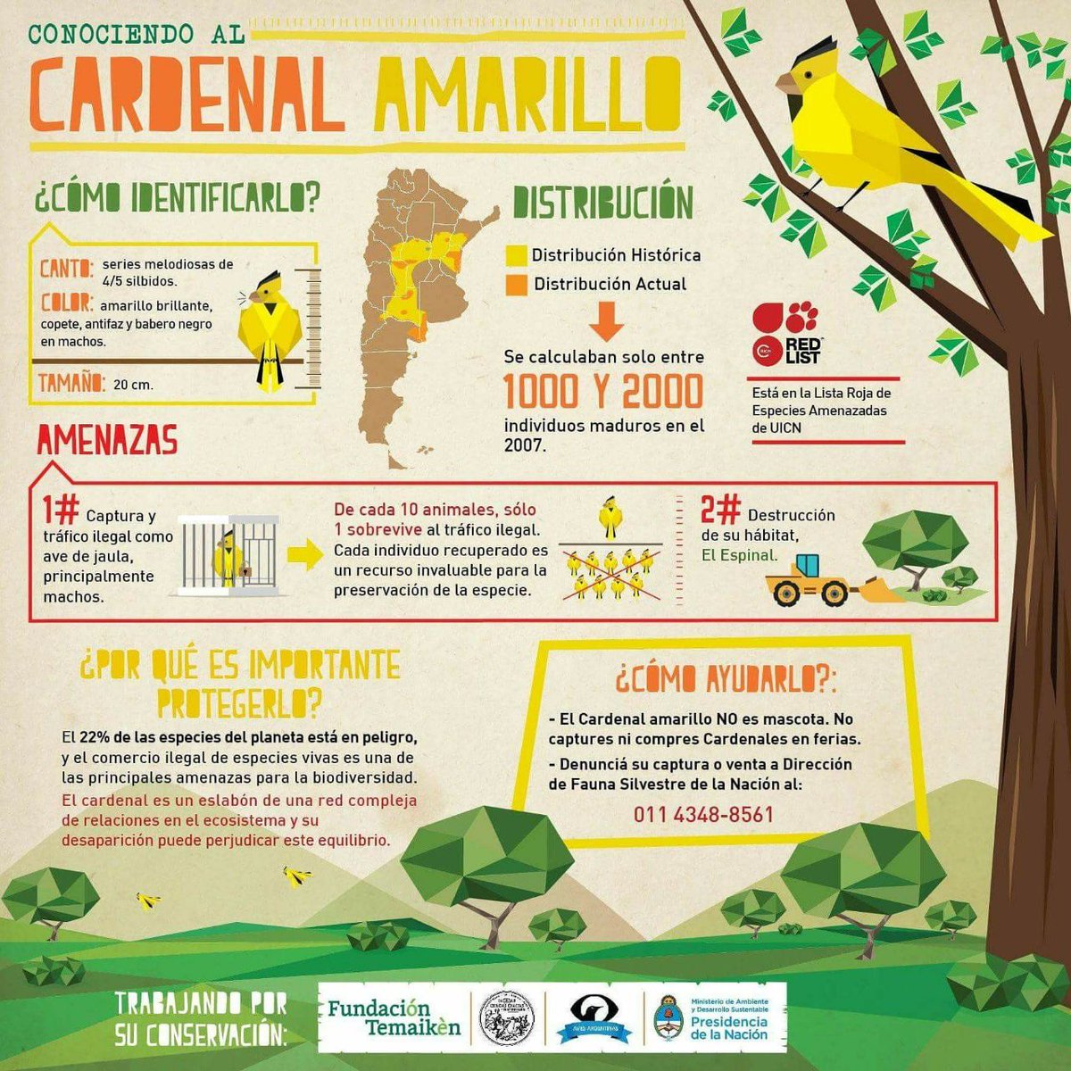 Cardenal Amarillo