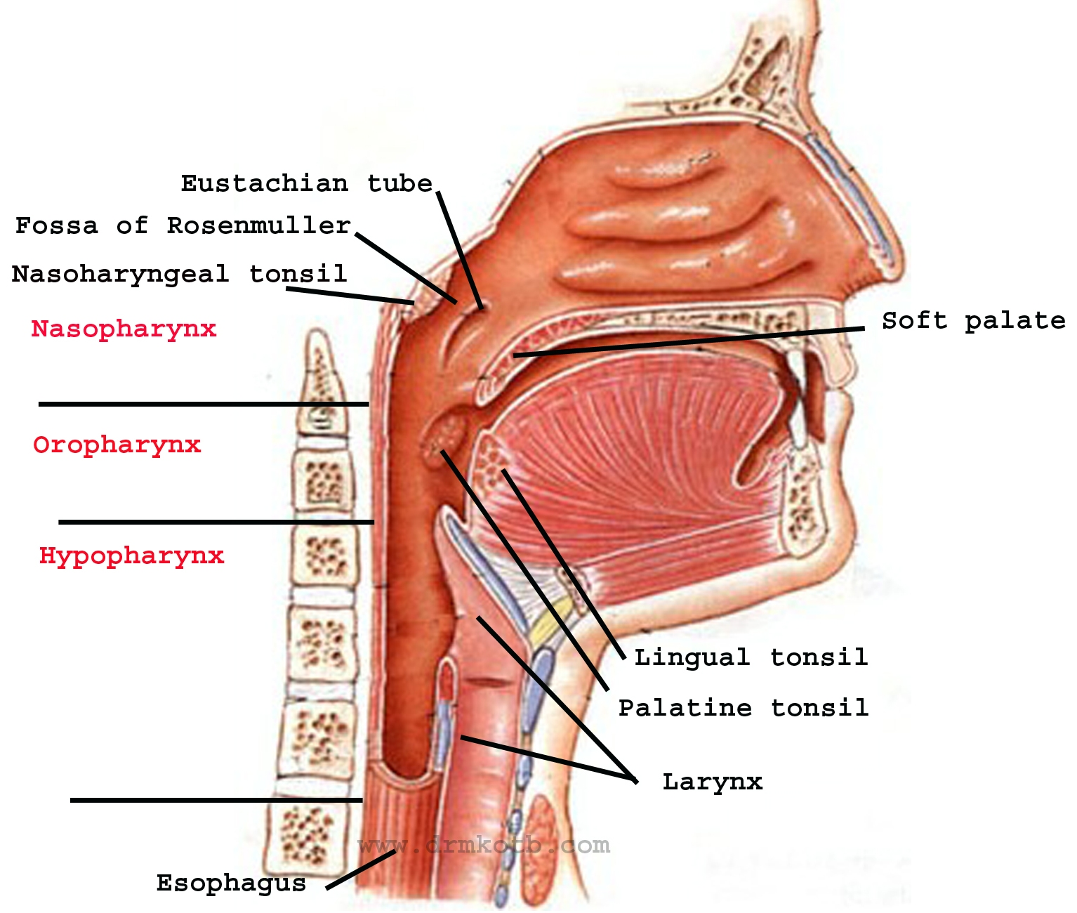 строение гортани вид сбоку. строение гортани анатомия. гортани в п. гортани в п. строение гортани и пищевода.
