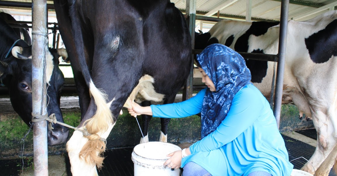 anak sedang mengecat gambar sapi