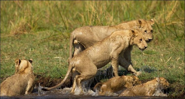 A mother lion fights a crocodile to protect her cubs, lion vs crocodile, animal fights