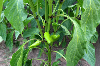 Peppers Peppers