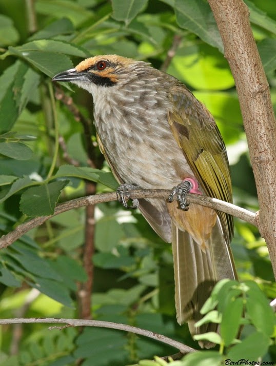 Harga Burung Cucak Rowo Per Ekor Gantangan News
