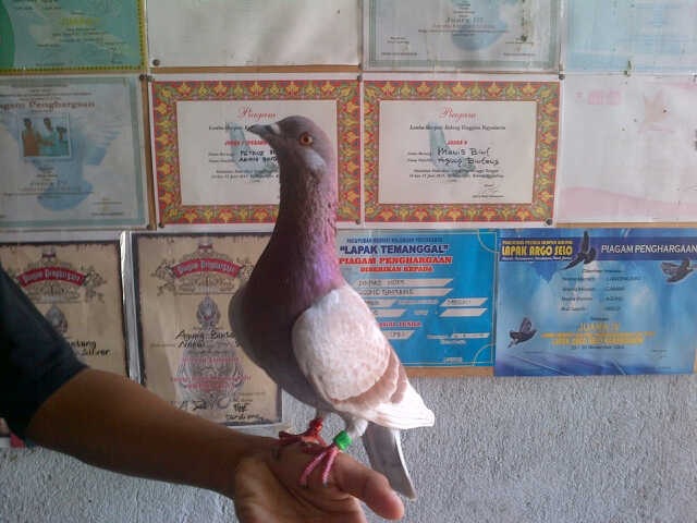 Agroforestri Learning Center Cara Merawat Dan Memilih Merpati Kolong Juara