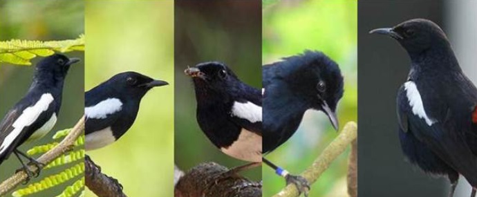 Harga Burung Kacer Terbaru Gedebog Pisang