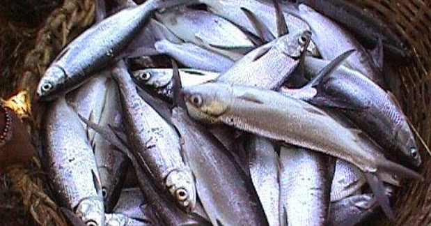 6 Arti Mimpi Dapat Ikan Menurut Islam Dan Primbon Jawa