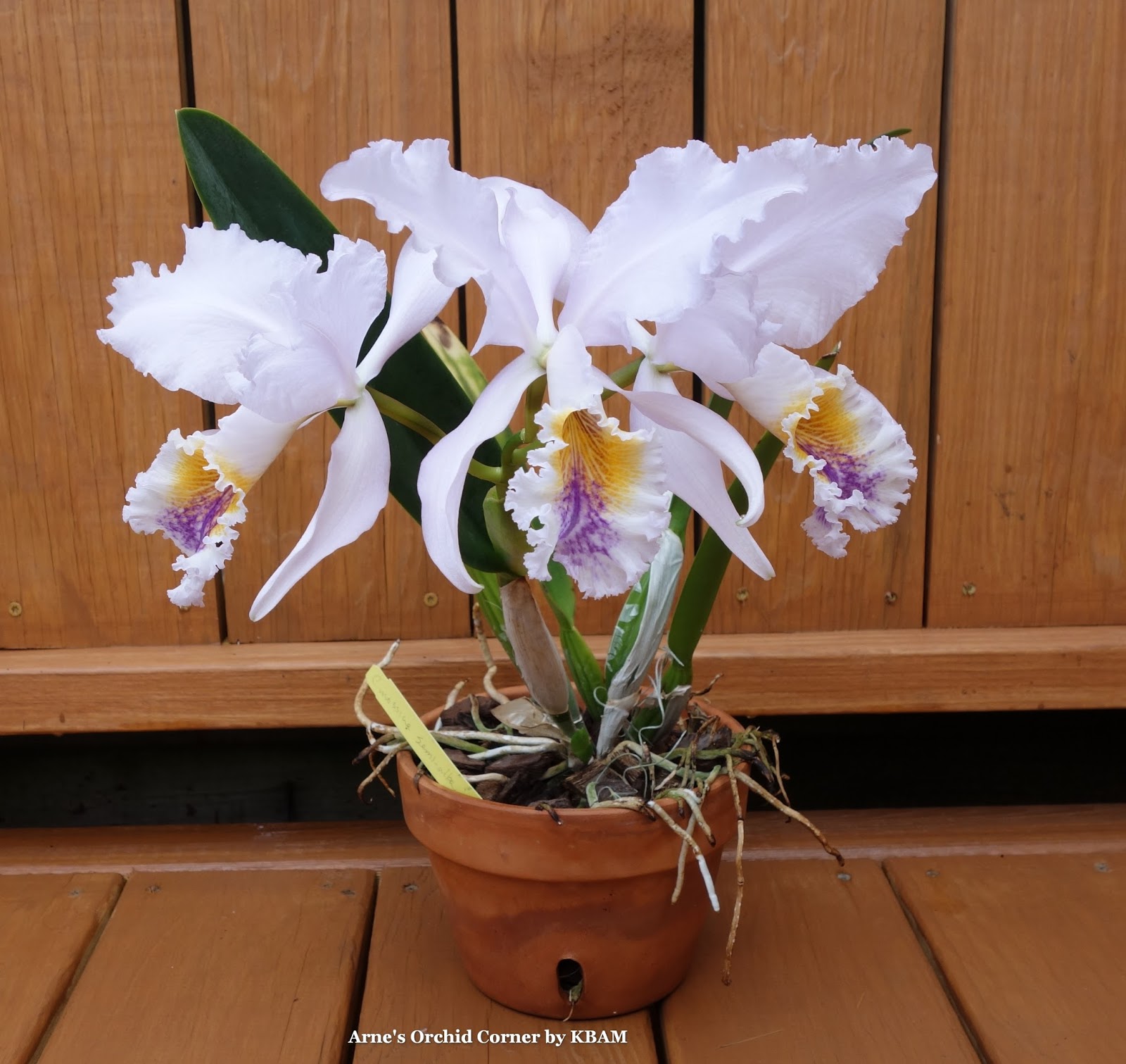 Arne's Orchid Corner Orchid of the day Cattleya mossiae var. semialba