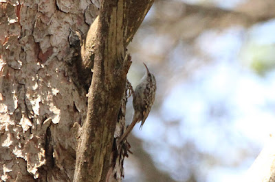 Raspinell (Certhia brachydactyla) 