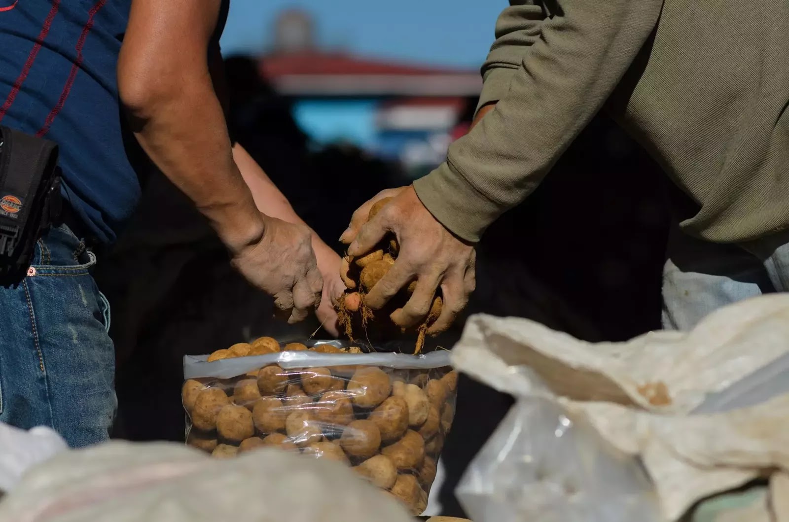 Vegetable Baggers Hard Working Hands Potatoes Trading Post La Trinidad Benguet Cordillera Administrative Region Philippines