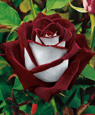Rosa Osiria - Las flores más hermosas del mundo