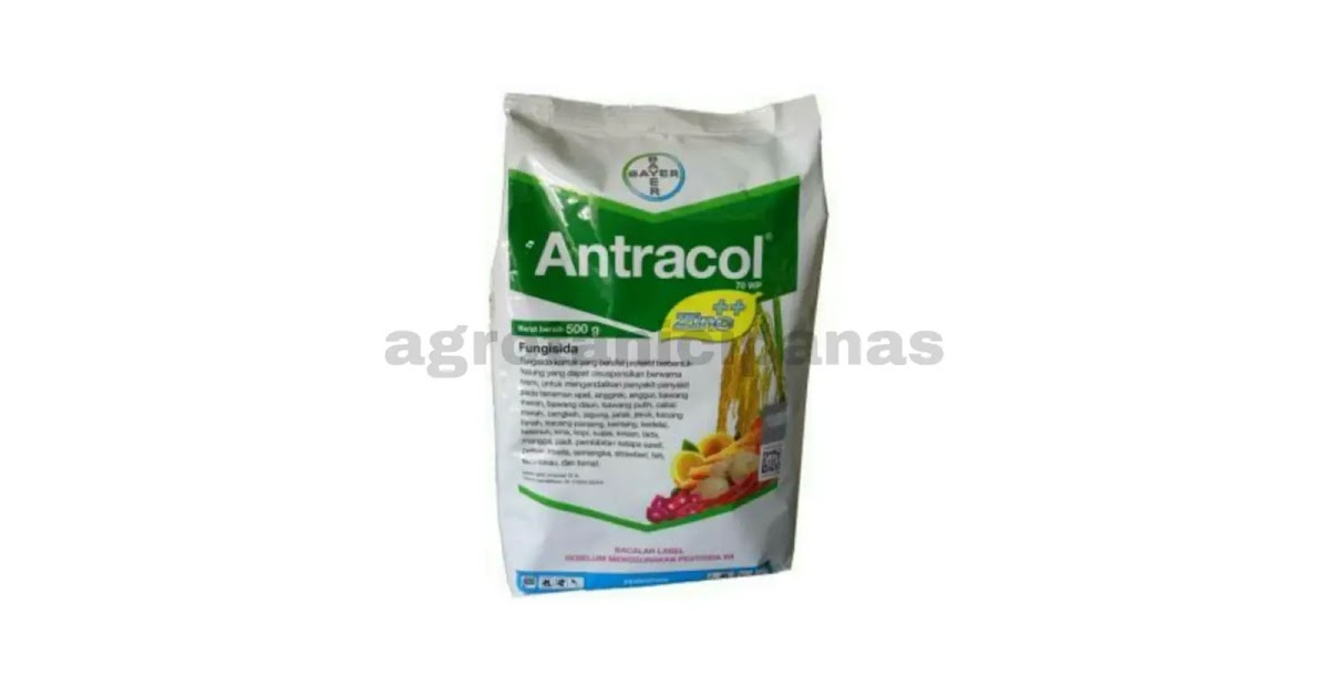 Pestisida Keungulan Dan Kegunaan Fungisida Antracol 70 Wp Agrotani Cipanas