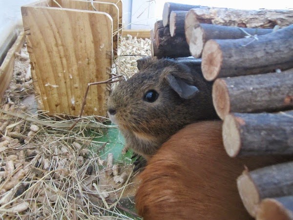 cobaya agouti