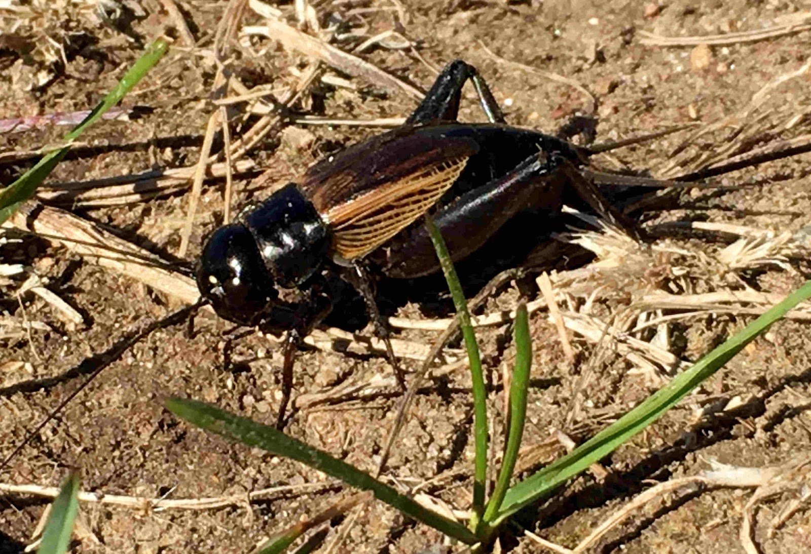 Avalonia eTrails: Night noises