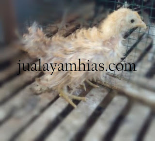 Galeri Foto Ayam Kate Walik Terbaru 2 Foto Ayam Kate Walik Terbaru Jual Ayam Hias Ayam Kate Walik Usia 2 Bulan