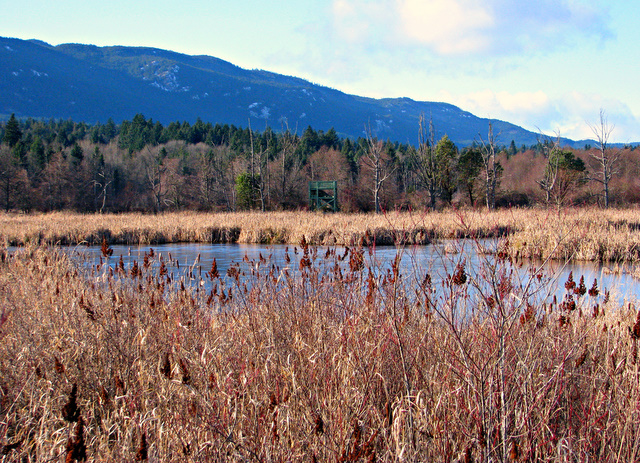 Everything Nanaimo: WINTERTIME IN BUTTERTUBS MARSH BIRD SANCTUARY