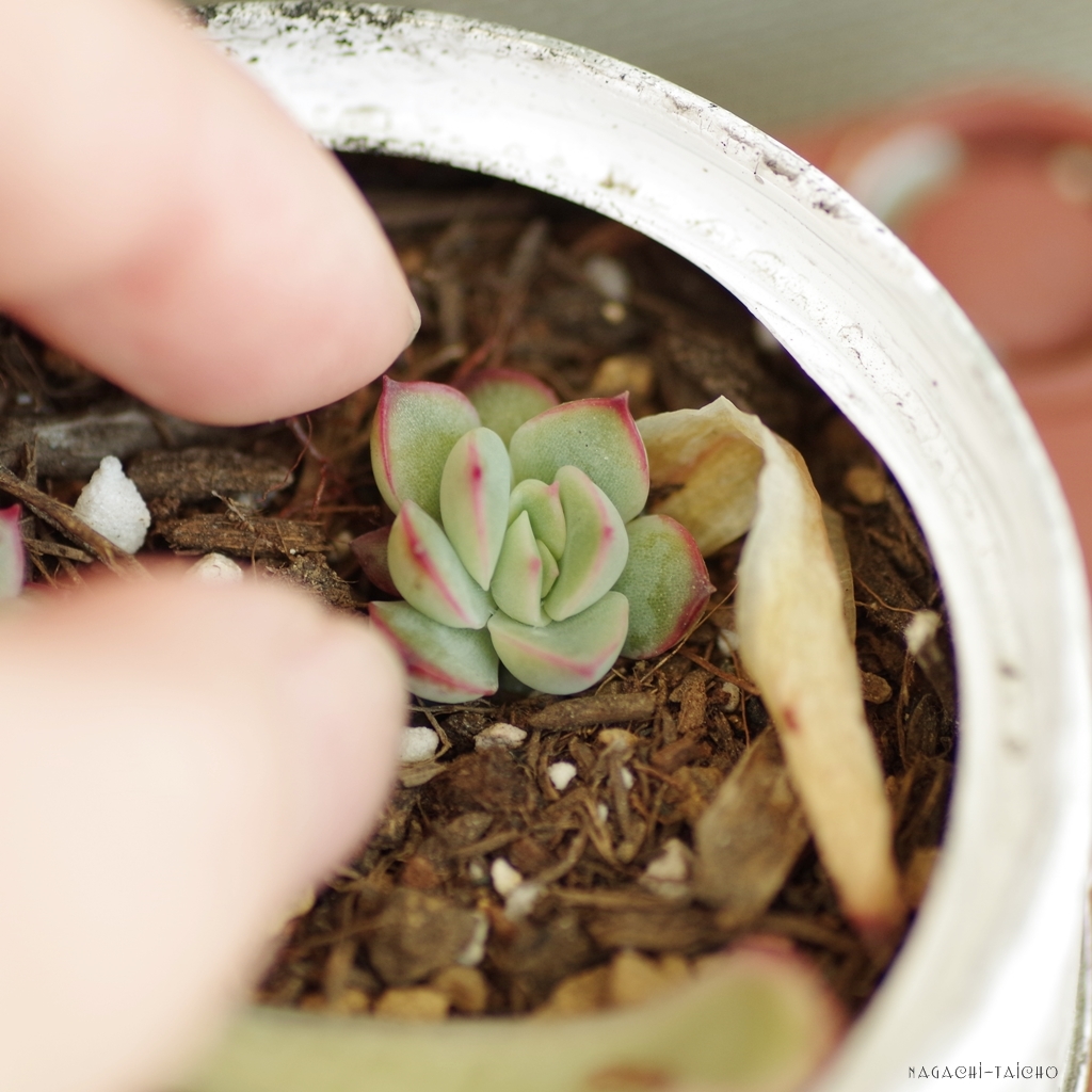 葉挿しで増やそう Nagachi Taicho Blog