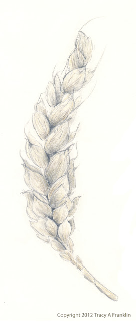 Tracy A Franklin - specialist embroiderer: Wheat - a pencil drawing