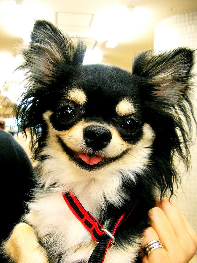 Chihuahua breed Dogs Fun Animals Wiki, Videos, Pictures
