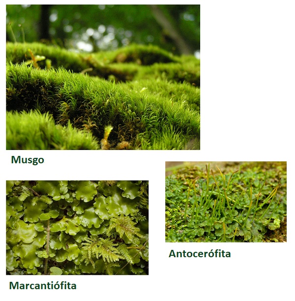 Featured image of post Imagens De Plantas Terrestres Las plantas terrestres o embri fitas son aquellas capaces de crecer y desarrollarse sobre la tierra