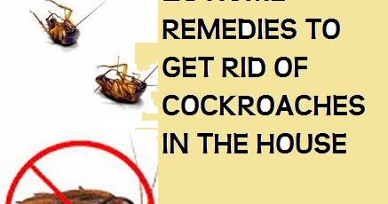 remedies cockroaches