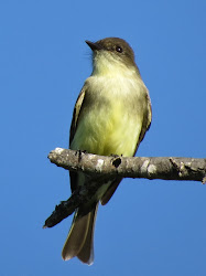 texas flycatcher flycatchers species phoebe wildlife birding birds found eastern area watching se frequent sightings however recent been