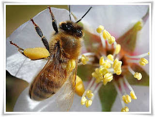 Bee Animal Pictures